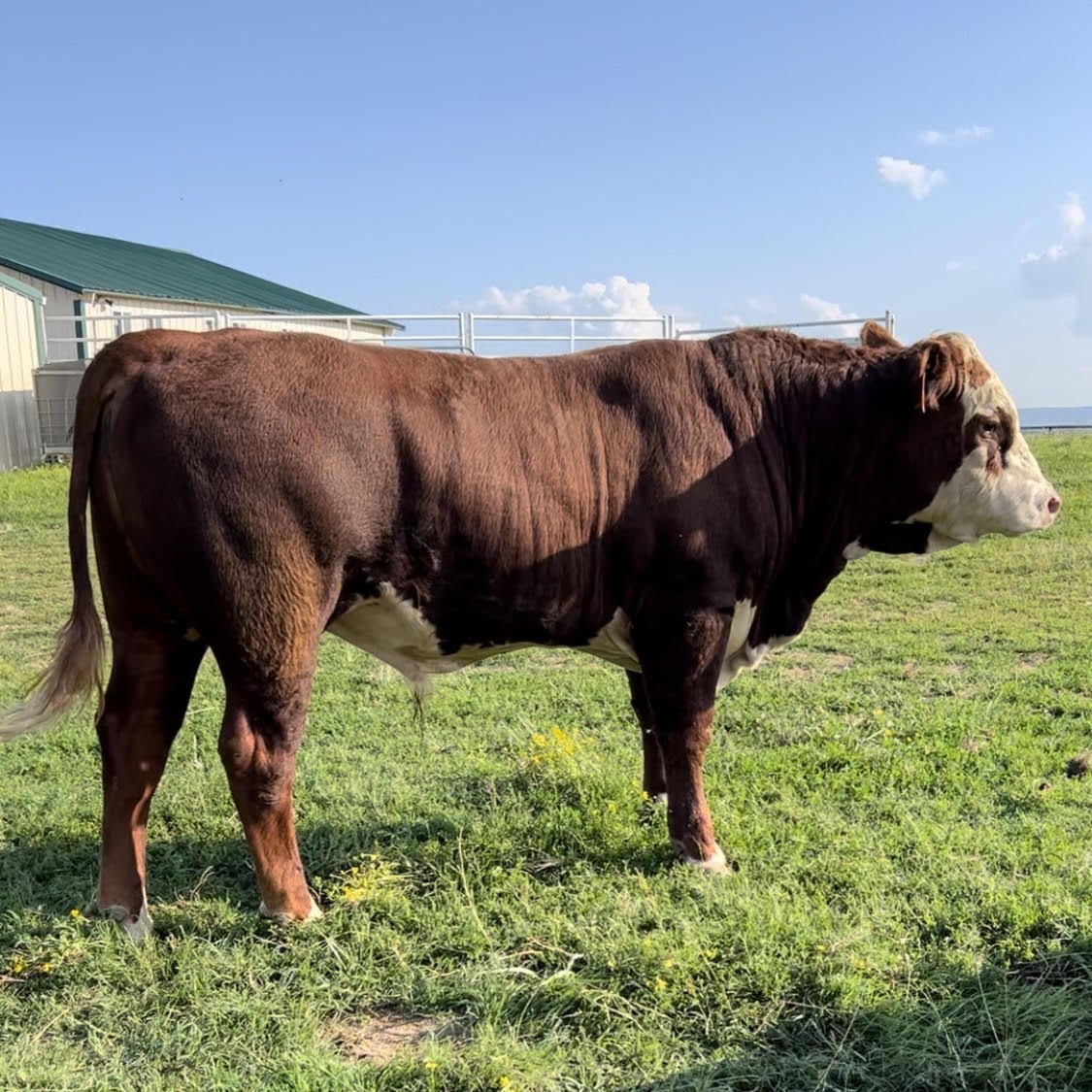 Bulls For Sale | Rafter T Herefords
