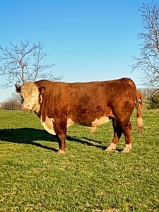 Image: Rafter T Hereford