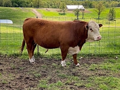 Image: Rafter T Hereford