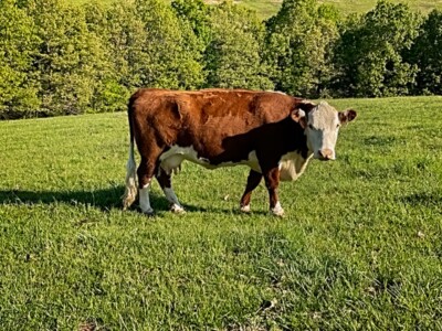 Image: Rafter T Hereford