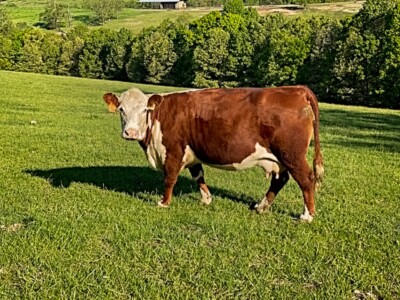 Image: Rafter T Hereford Beef For Sale