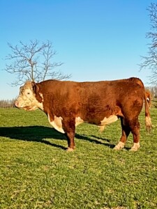 Image: Rafter T Hereford