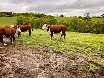 Image: Rafter T Hereford