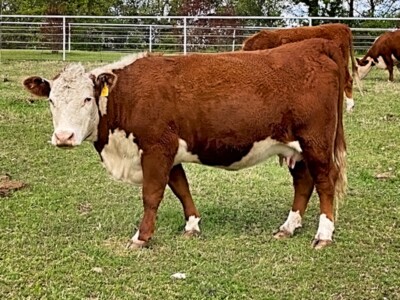 Image: Rafter T Hereford