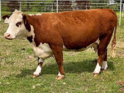 Image: Rafter T Hereford