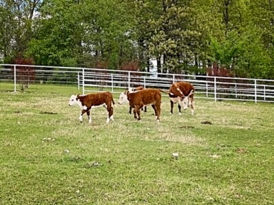 Image: Rafter T Hereford