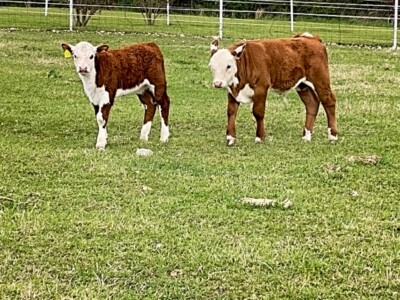 Image: Rafter T Hereford
