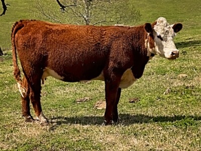 Image: Rafter T Hereford