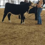 A Rafter T Black Hereford
