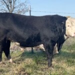Rafter T Herefords