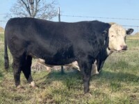 Rafter T Herefords