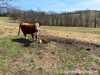 Rafter T Herefords