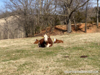 Rafter T Herefords