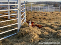 Rafter T Herefords