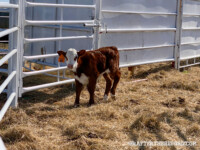 Rafter T Herefords