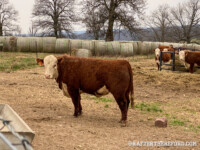 Rafter T Herefords
