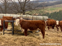 Rafter T Herefords