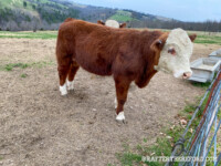 Rafter T Herefords