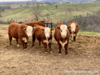 Rafter T Herefords