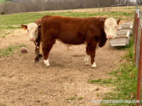 Rafter T Herefords