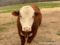 Rafter T Herefords
