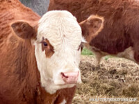 Rafter T Herefords