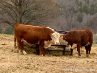 Rafter T Herefords