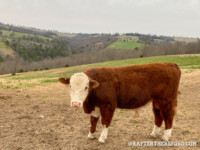 Rafter T Herefords