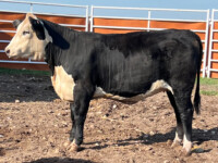 Rafter T Black Herefords