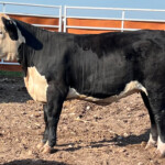Rafter T Black Herefords