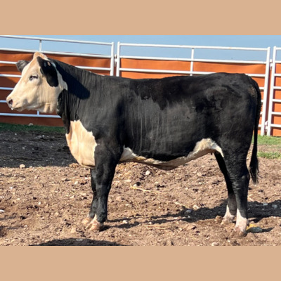 Rafter T Black Herefords