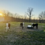 Rafter T Herefords