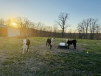 Rafter T Herefords