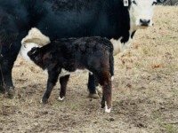 Rafter T Herefords