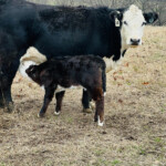 Rafter T Herefords