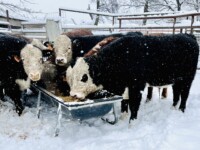Rafter T Herefords