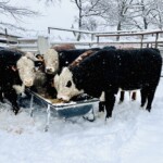 Rafter T Herefords