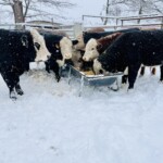 Rafter T Herefords