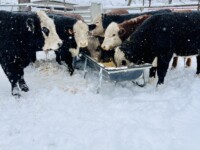 Rafter T Herefords