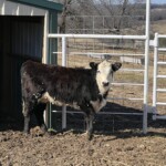 Rafter T Herefords