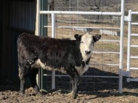 Rafter T Herefords
