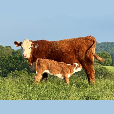 Arkansas Herefords at Rafter-T Ranch