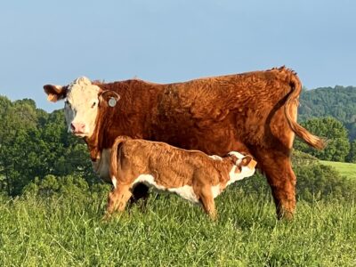 Arkansas Herefords at Rafter-T Ranch