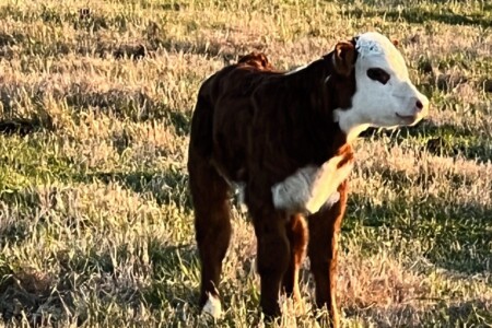 Small calf at RafterT Herefords