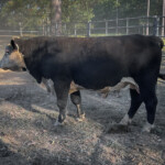 Rafter T Herefords Sires for Sale: Lucky Roller