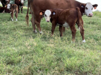 Rafter T Herefords Cow/Calf Pairs