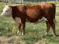Heifer out of Blueprint's Son