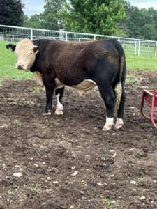 Rafter T Hereford Bulls